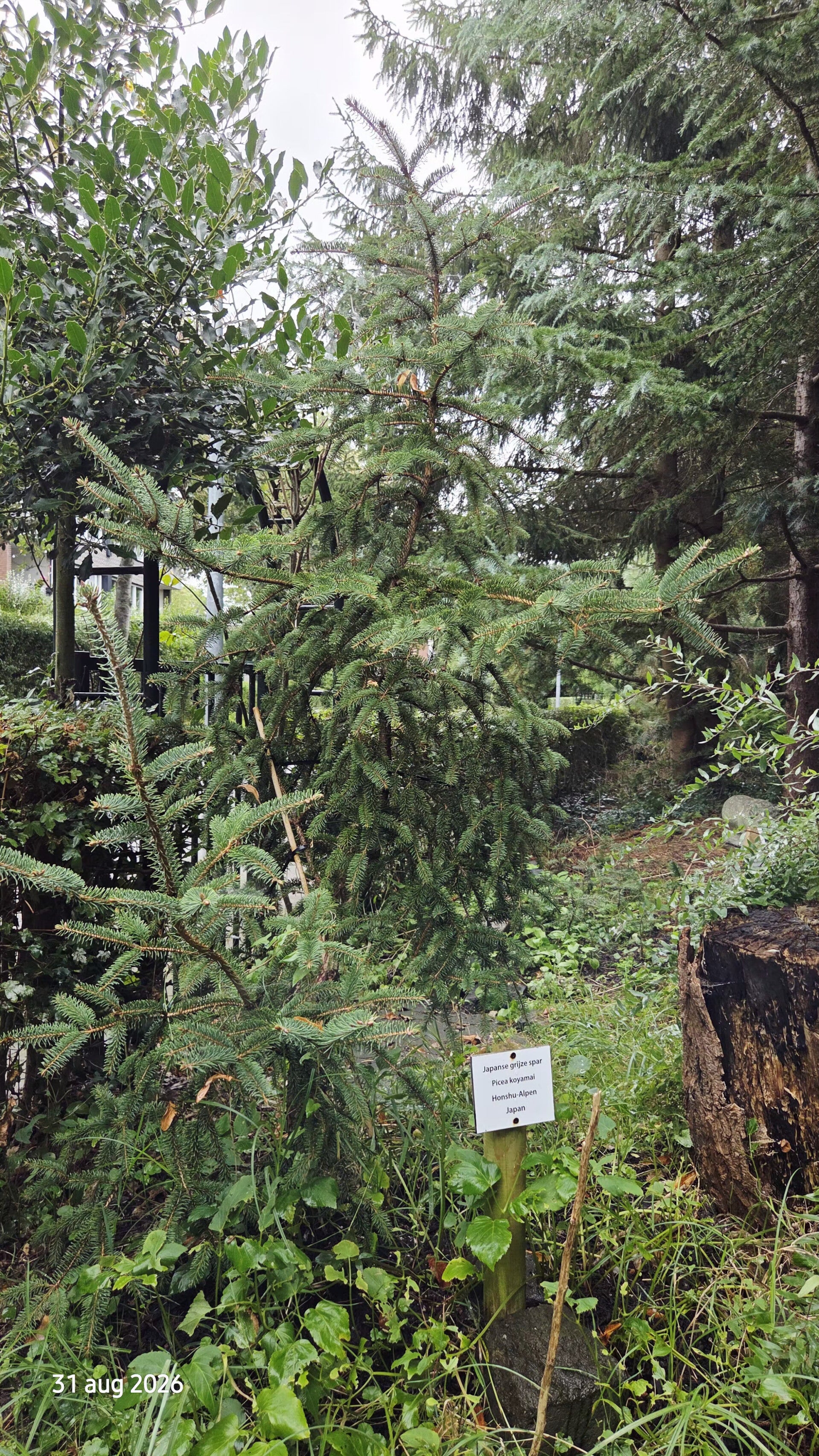 Picea koyamae – Japanse grijsspar