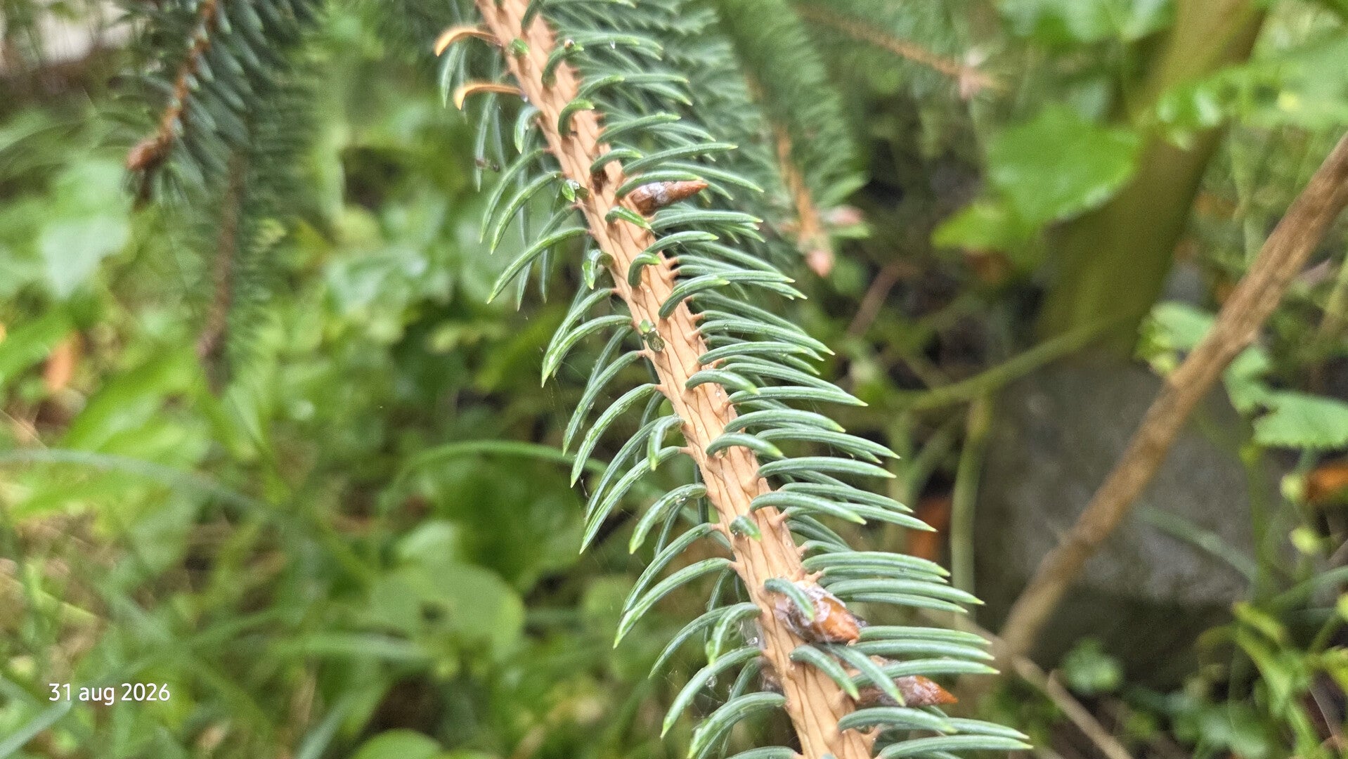 Picea koyamae – Japanse grijsspar