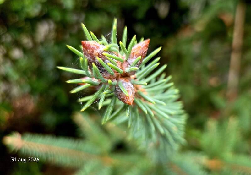 Picea koyamae – Japanse grijsspar