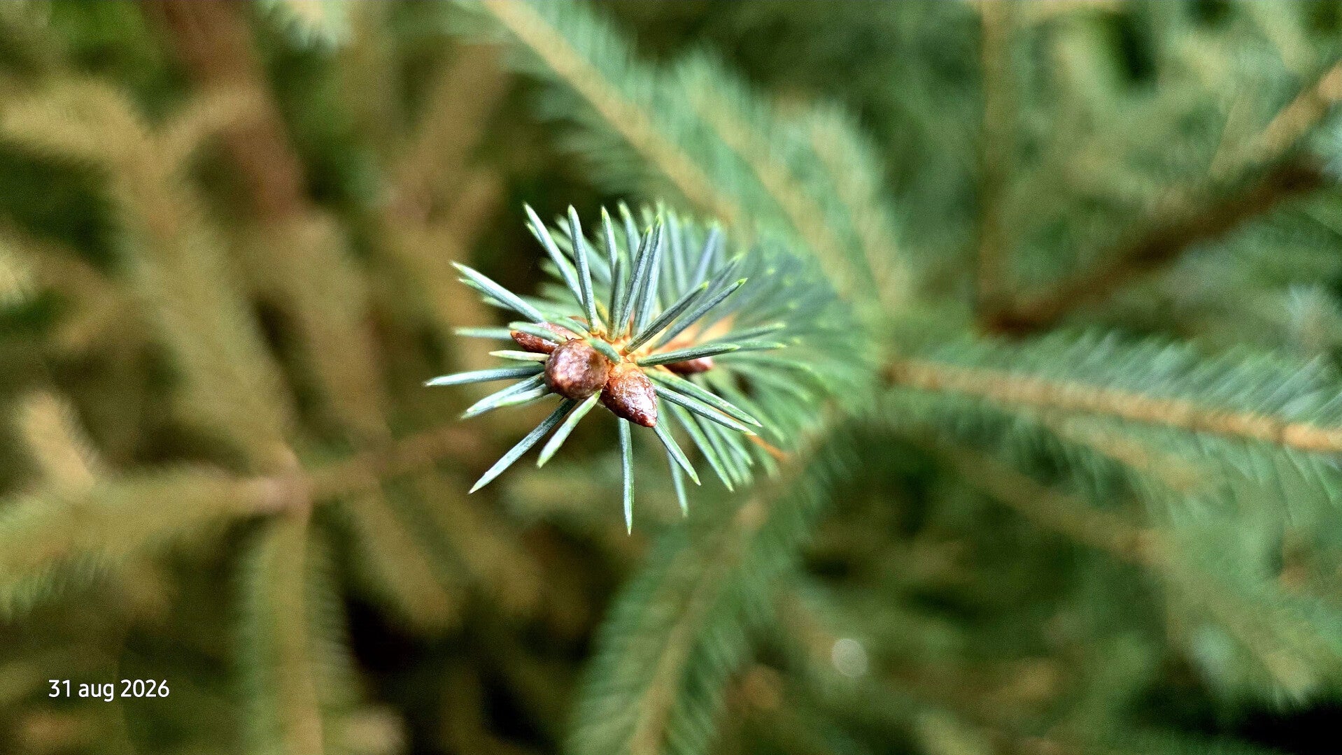 Picea likiangensis - Likiang-spar