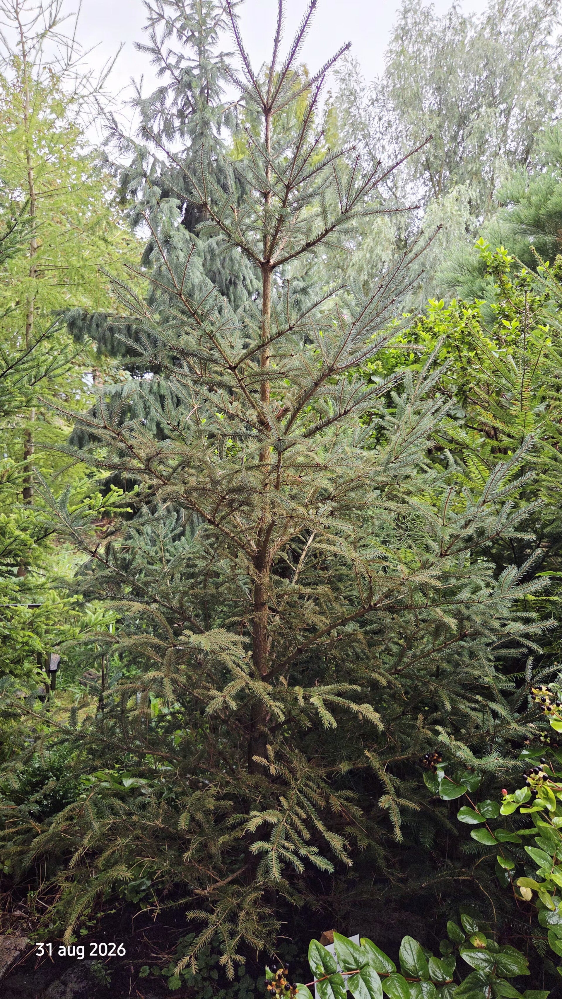Picea likiangensis - Likiang-spar