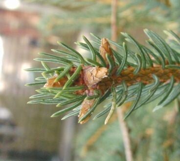 Picea likiangensis var. montigena – Candelabraspar
