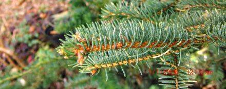 Picea likiangensis var. montigena – Candelabraspar