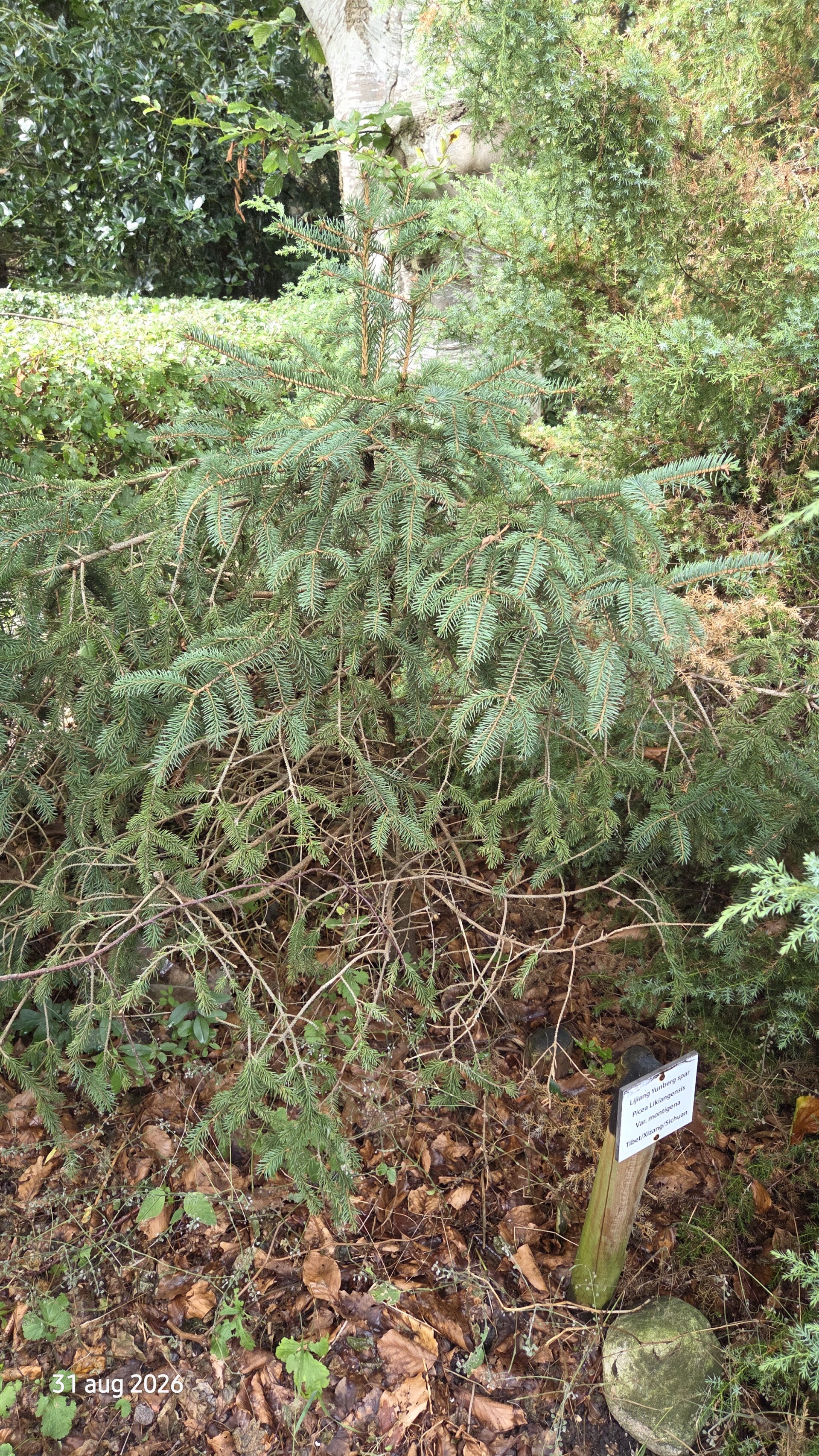Picea likiangensis var. montigena – Candelabraspar