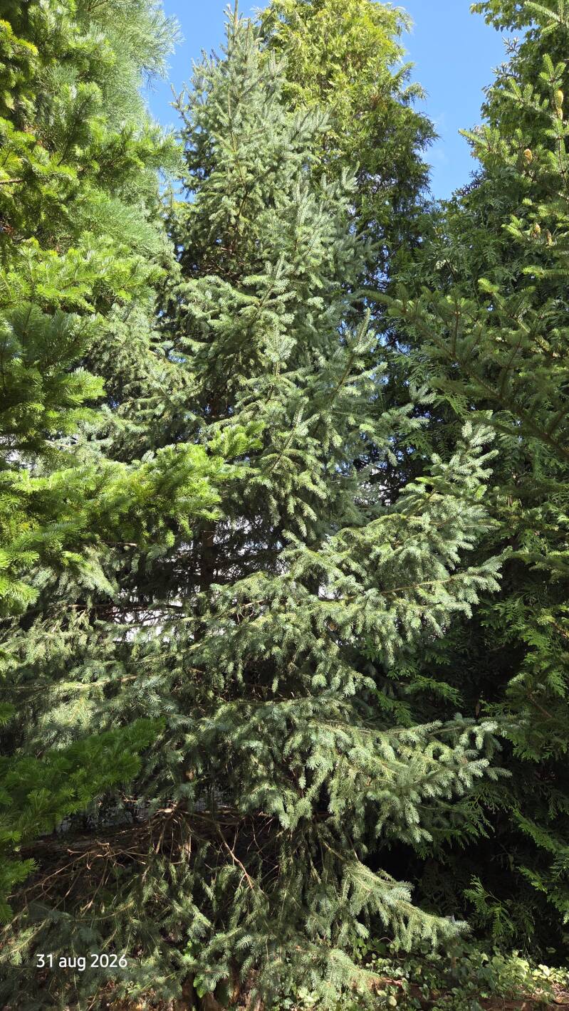 Picea likiangensis var. rubescens – Balfourspar