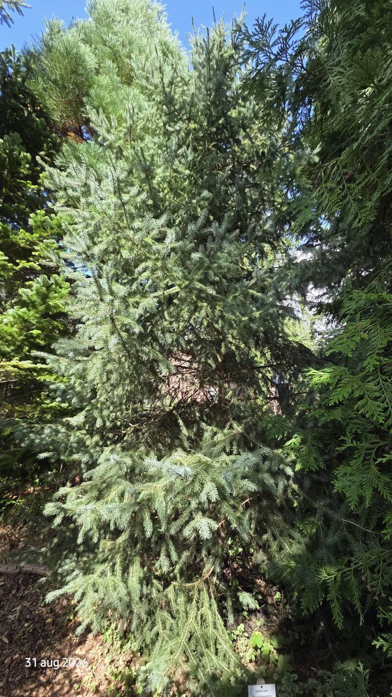 Picea likiangensis var. rubescens – Balfourspar