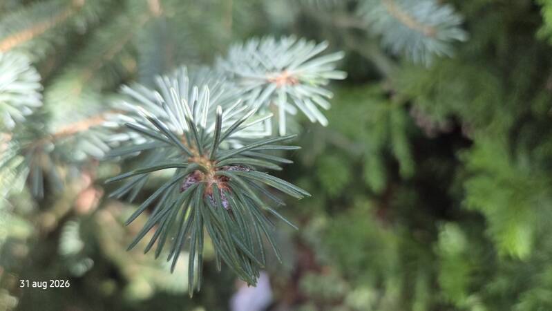 Picea likiangensis var. rubescens – Balfourspar