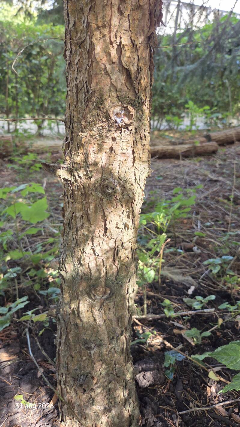 Picea likiangensis var. rubescens – Balfourspar