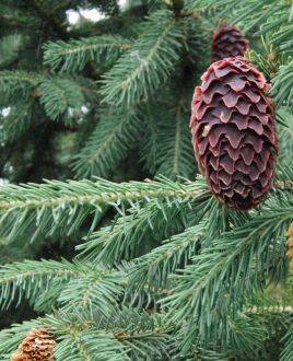 Picea likiangensis var. rubescens – Balfourspar