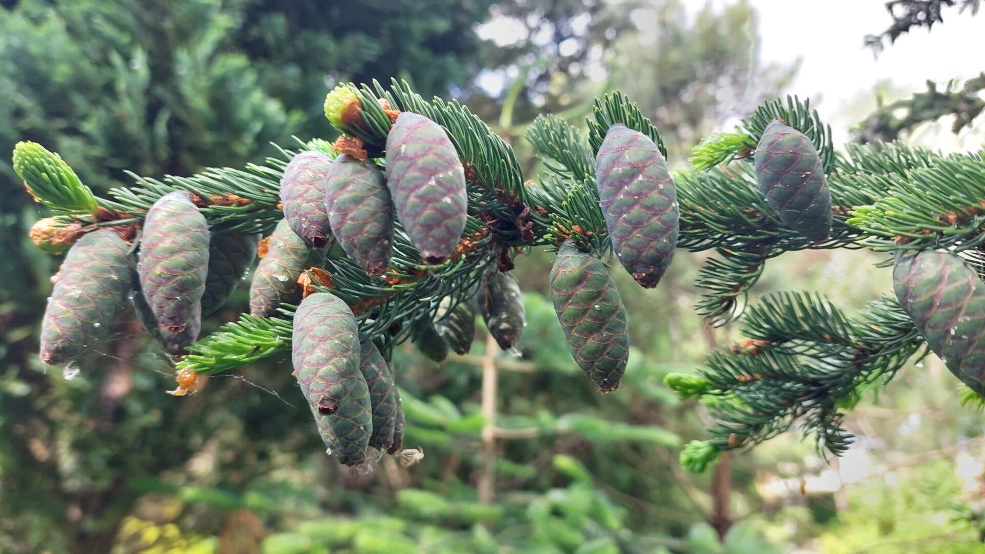 Picea mariana – Zwarte spar