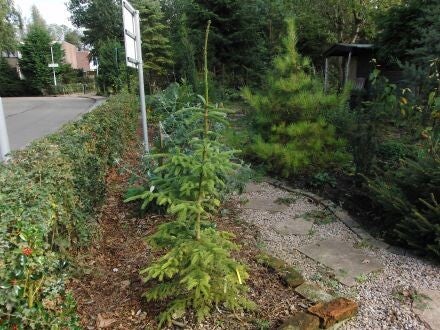 Picea mariana – Zwarte spar