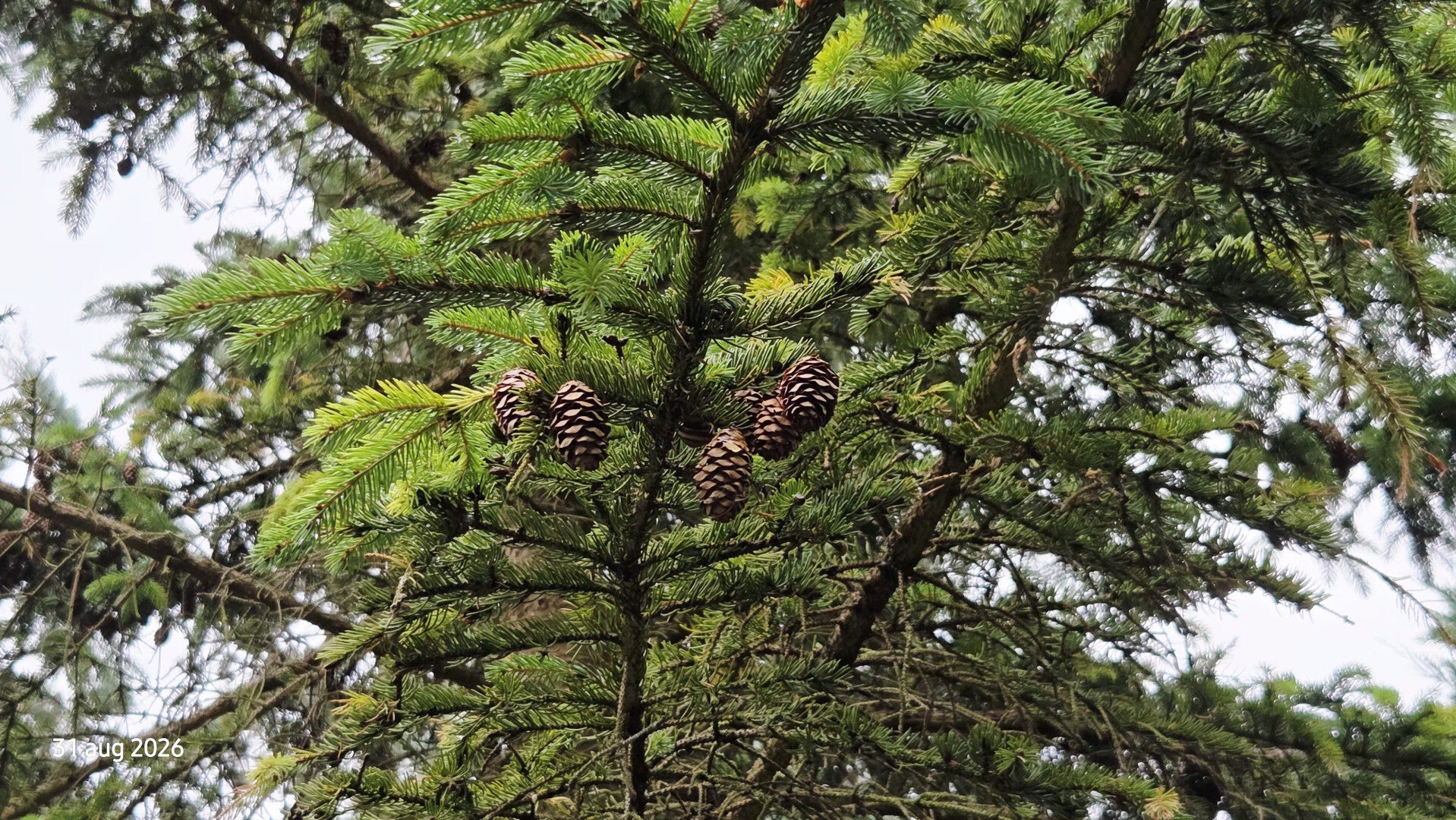 Picea mariana – Zwarte spar