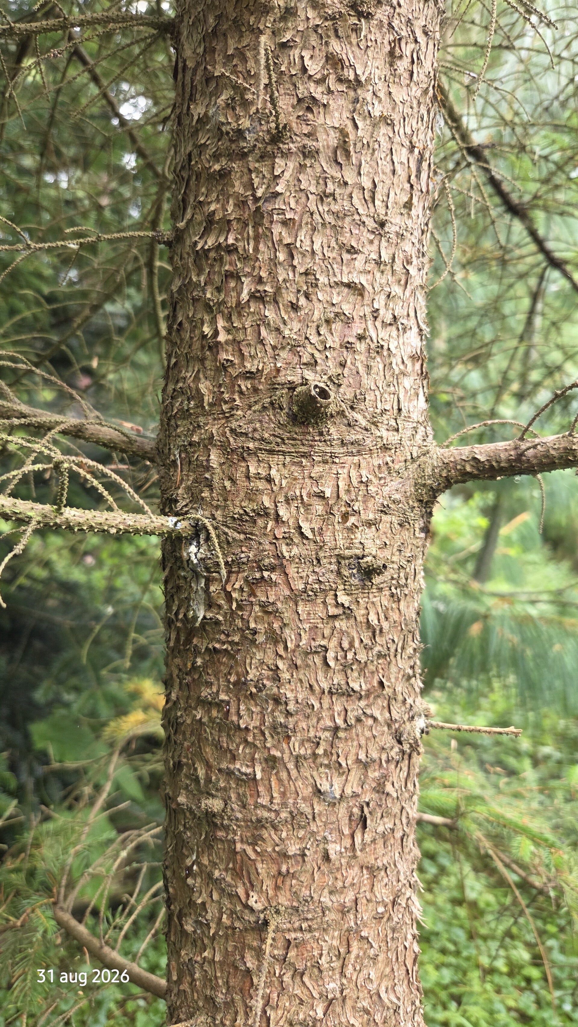 Picea mariana – Zwarte spar
