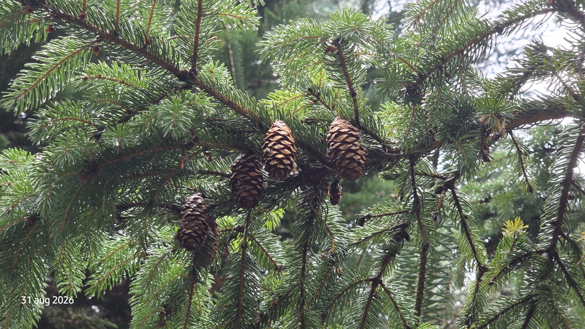 Picea mariana – Zwarte spar