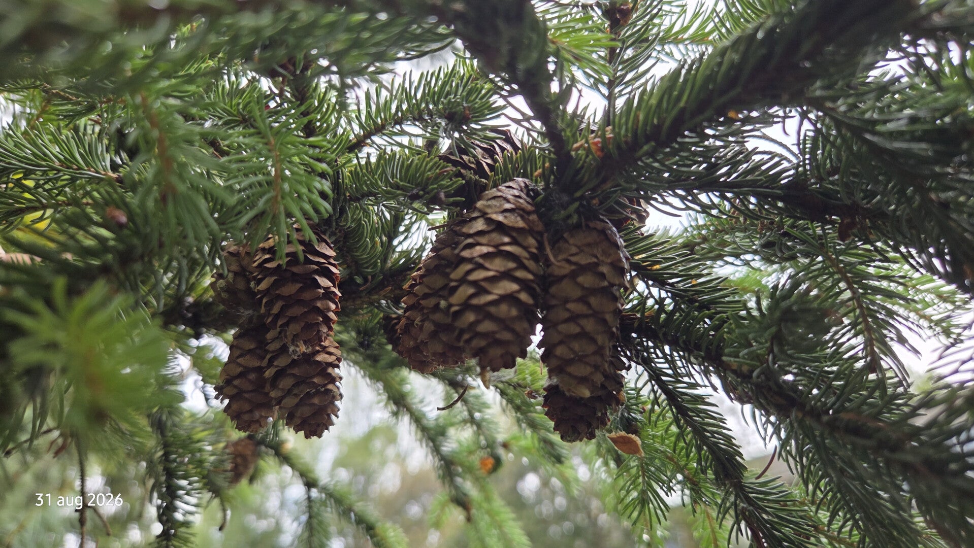 Picea mariana – Zwarte spar