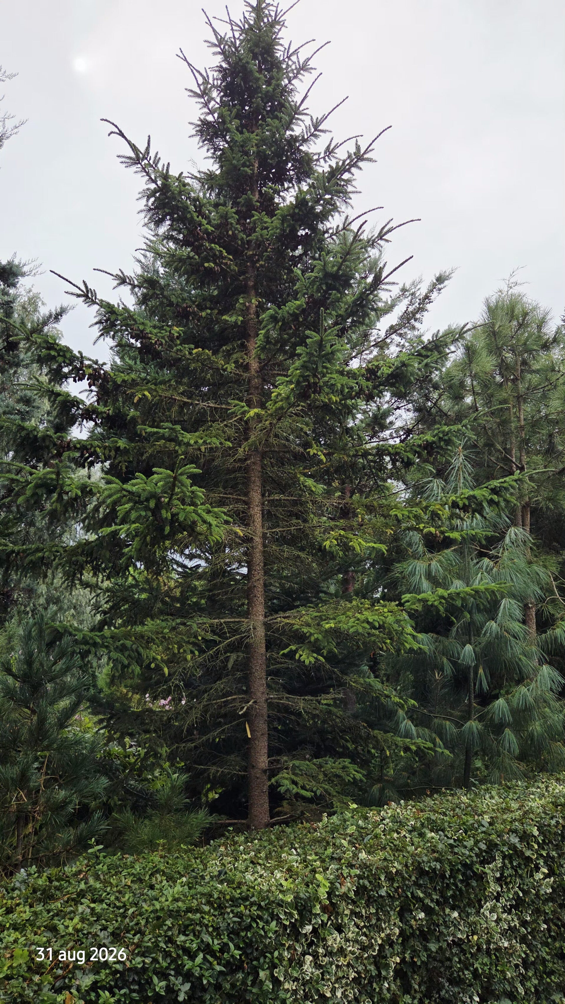 Picea mariana – Zwarte spar