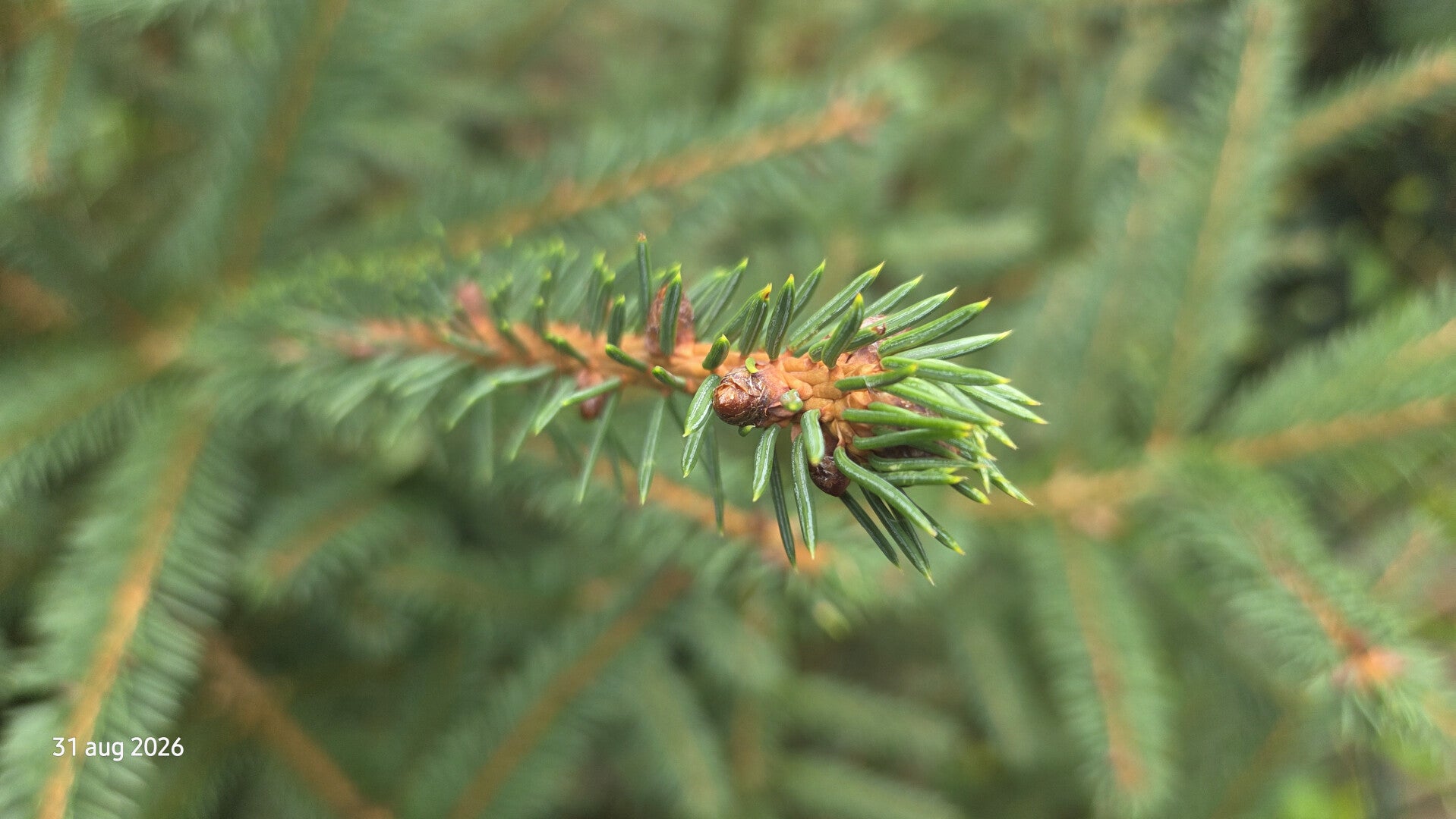 Picea maximowiczii - Maximowicz' spar