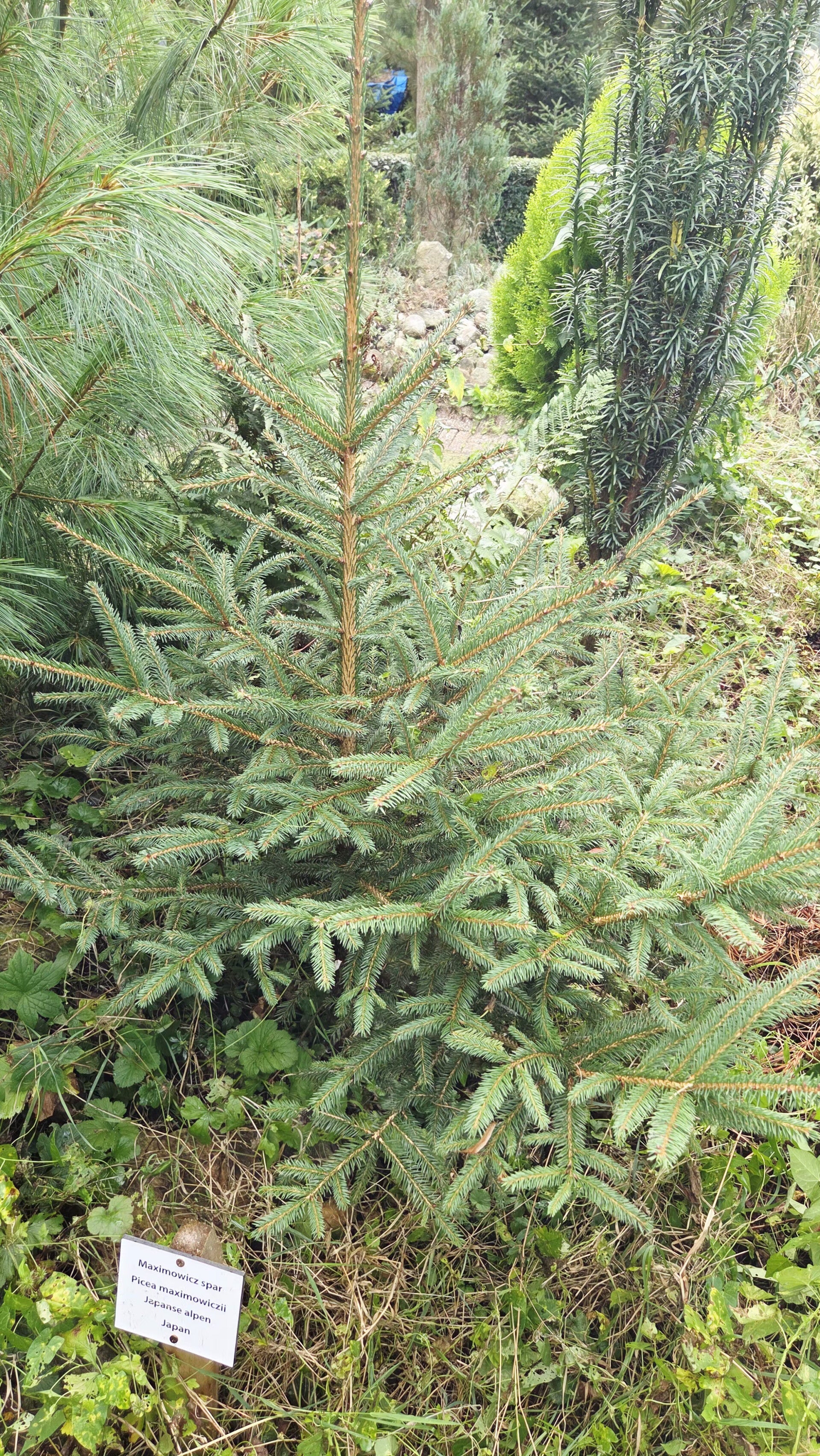Picea maximowiczii - Maximowicz' spar