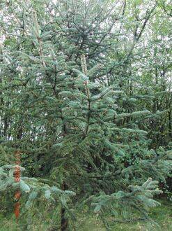 Picea meyeri – Meyerspar 