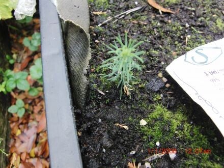 Picea meyeri – Meyerspar 