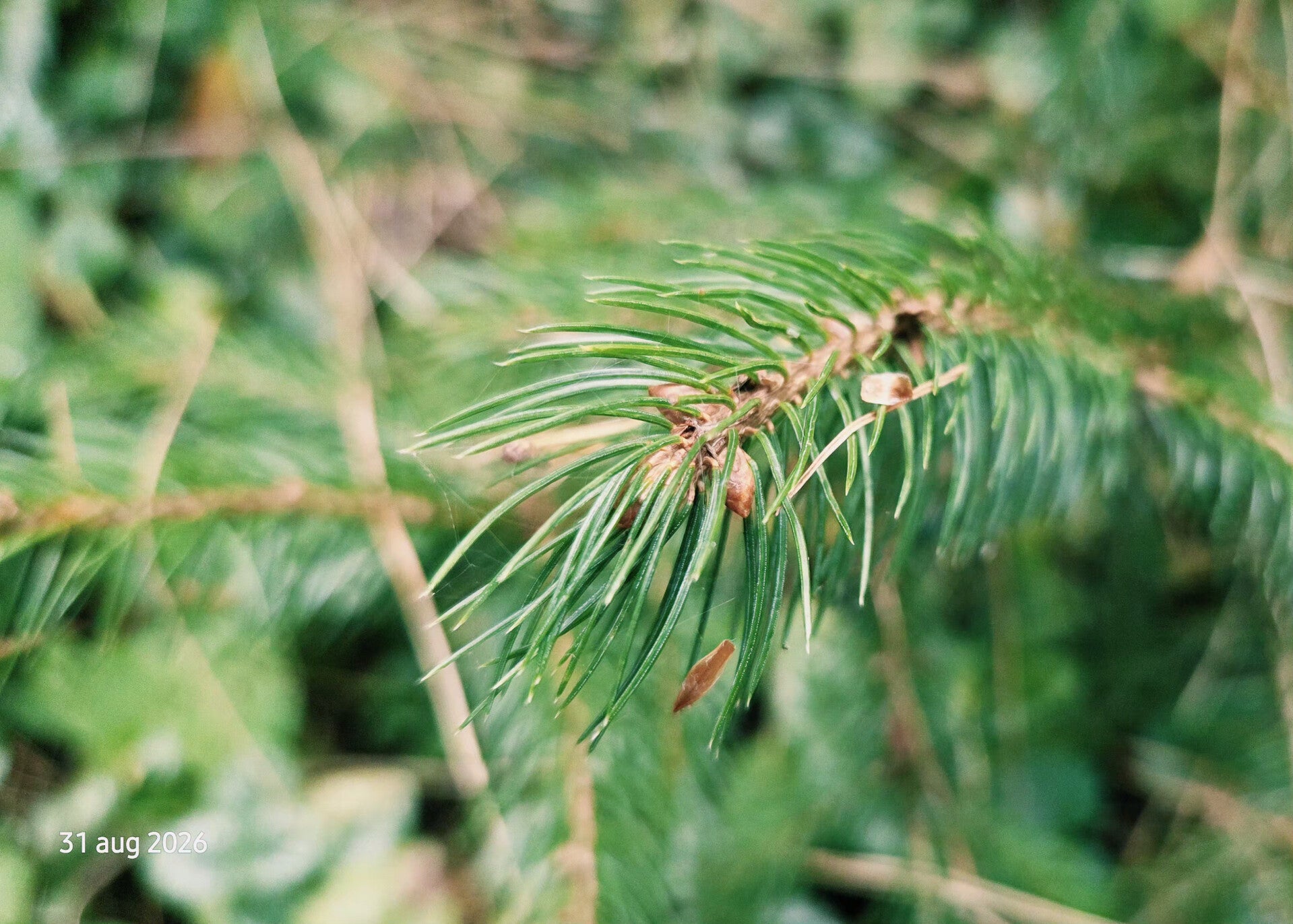 Picea meyeri – Meyerspar