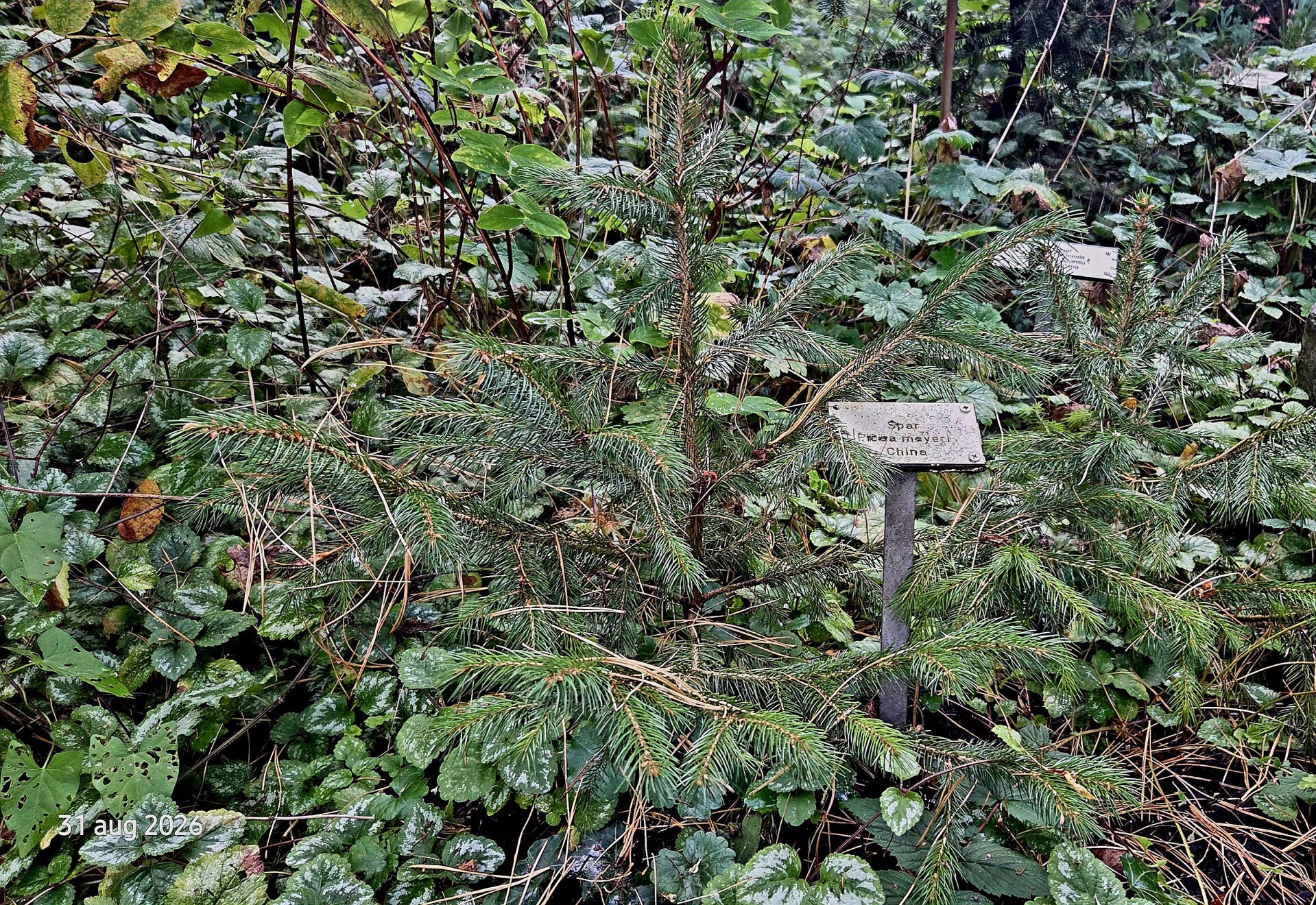 Picea meyeri – Meyerspar