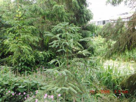 Picea neoveitchii – Chinese tijgerstaartspar