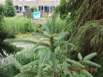 Picea neoveitchii – Chinese tijgerstaartspar