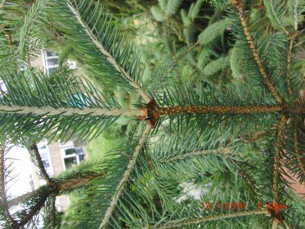 Picea neoveitchii – Chinese tijgerstaartspar
