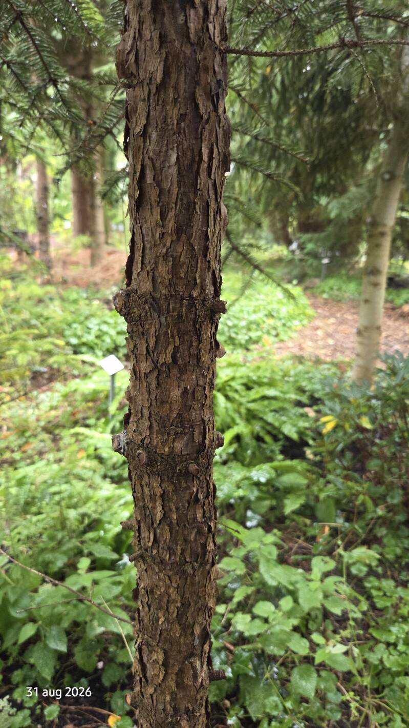 Picea neoveitchii – Chinese tijgerstaartspar