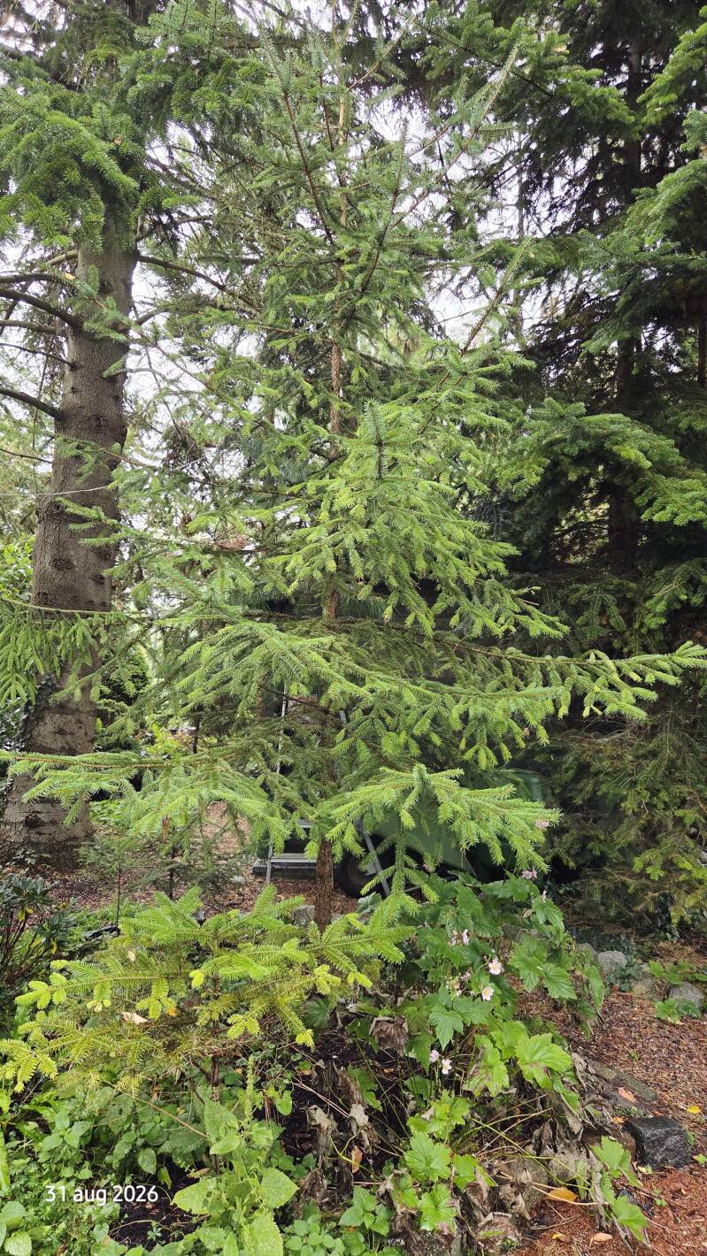Picea neoveitchii – Chinese tijgerstaartspar
