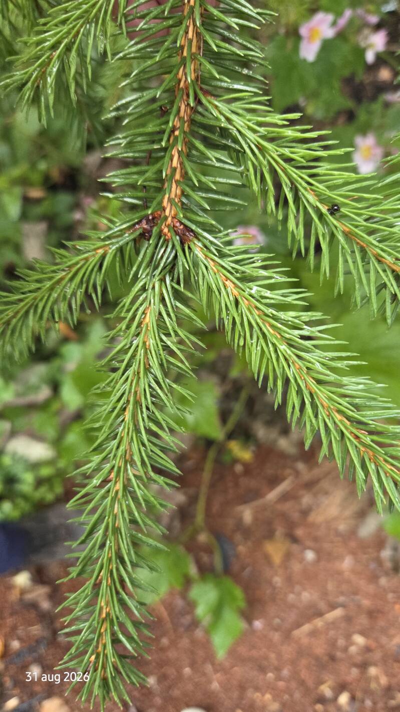 Picea neoveitchii – Chinese tijgerstaartspar