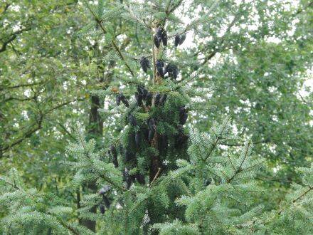 Picea omorika – Servische spar 