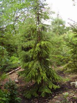 Picea omorika – Servische spar 