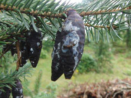 Picea omorika – Servische spar 