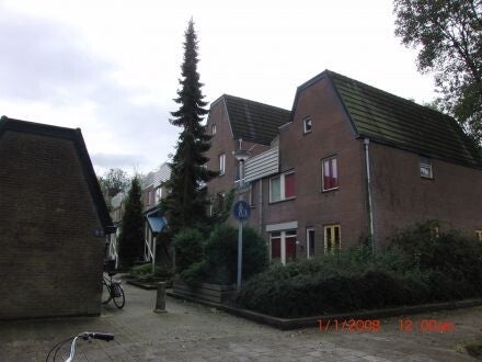 Picea omorika – Servische spar 