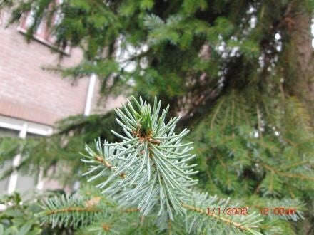 Picea omorika – Servische spar 