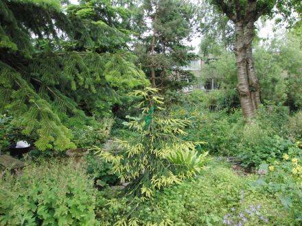 Picea orientalis 'Aurea' – Kaukasische spar