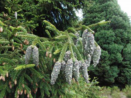 Picea orientalis 'Aurea' – Kaukasische spar