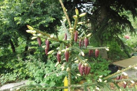 Picea orientalis 'Aurea' – Kaukasische spar