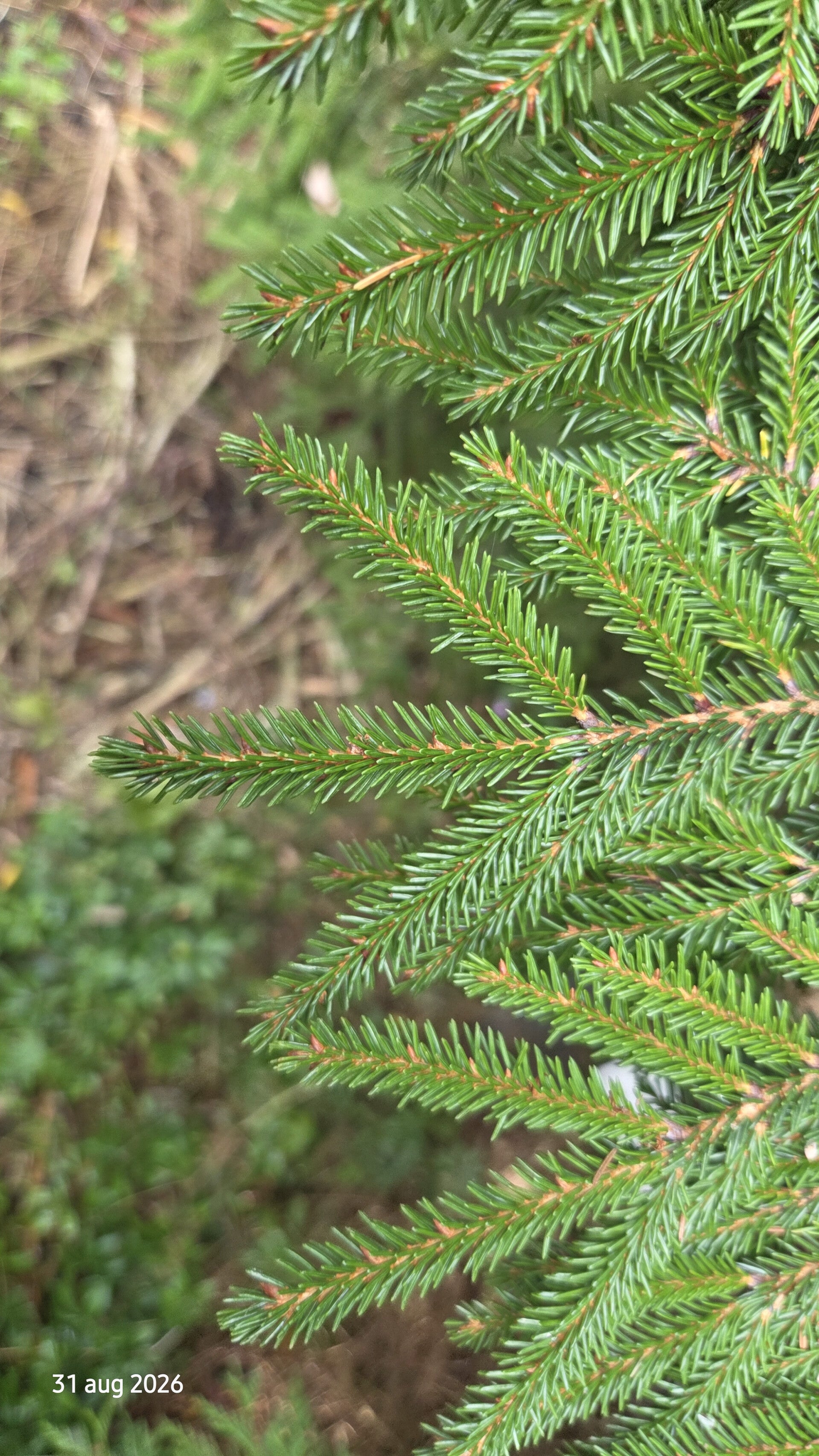 Picea orientalis 'Aurea' – Kaukasische spar