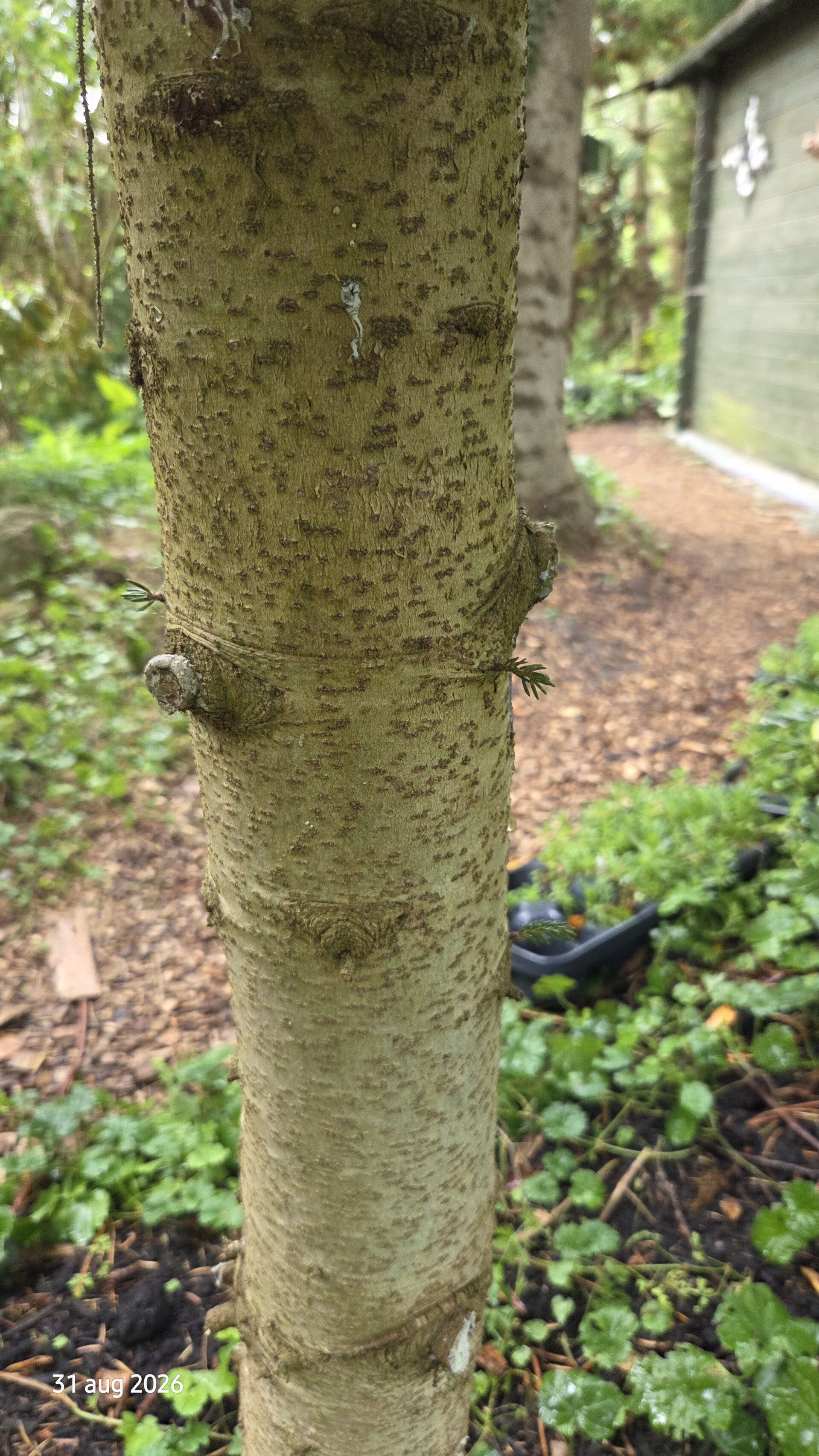 Picea orientalis 'Aurea' – Kaukasische spar