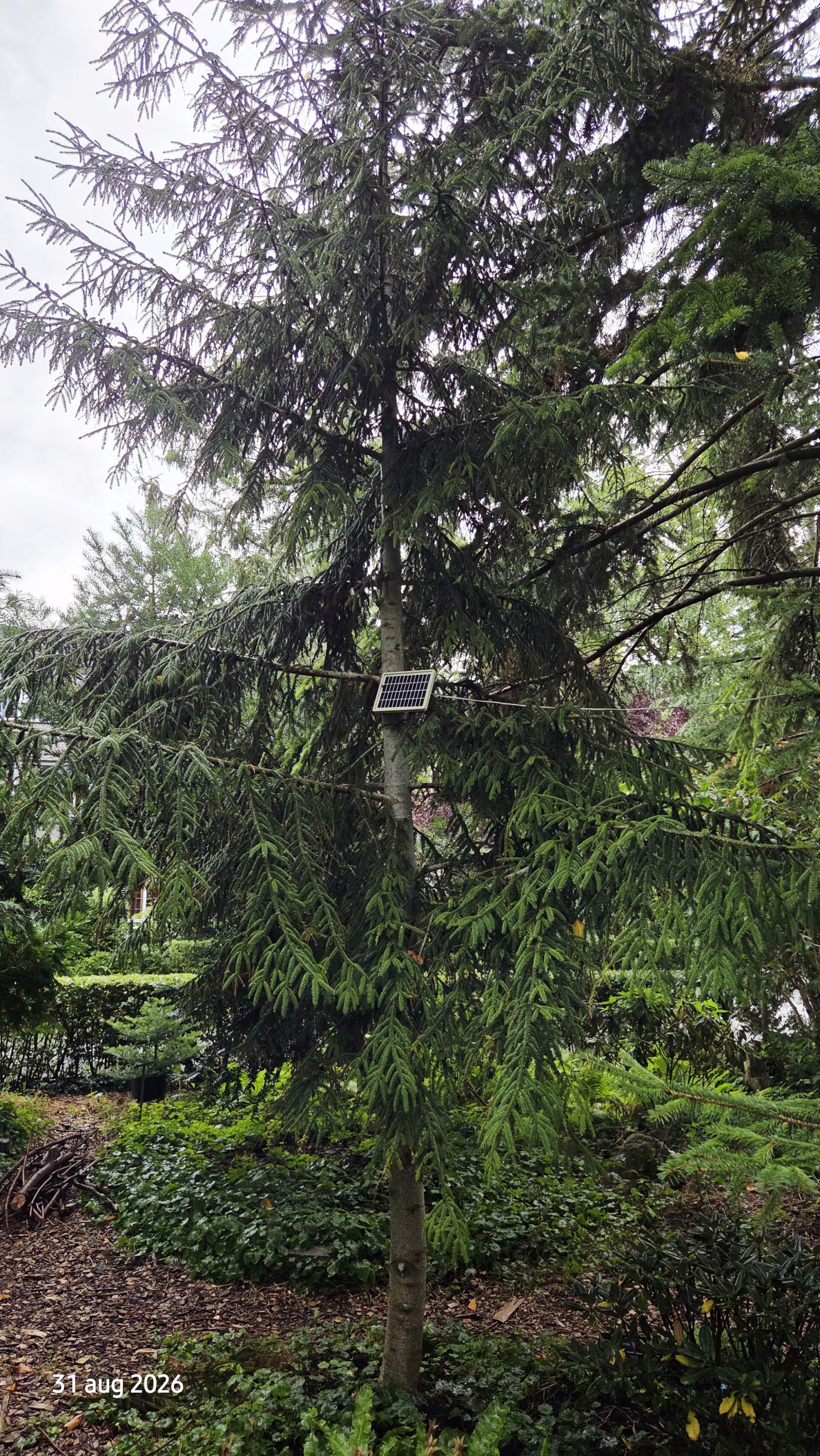 Picea orientalis 'Aurea' – Kaukasische spar