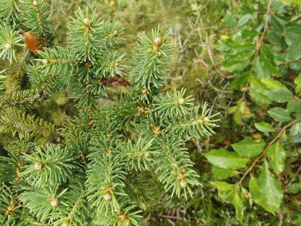 Picea polita / torano – Tijgerstaartspar