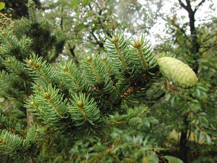 Picea polita / torano – Tijgerstaartspar
