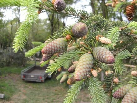 Picea polita / torano – Tijgerstaartspar