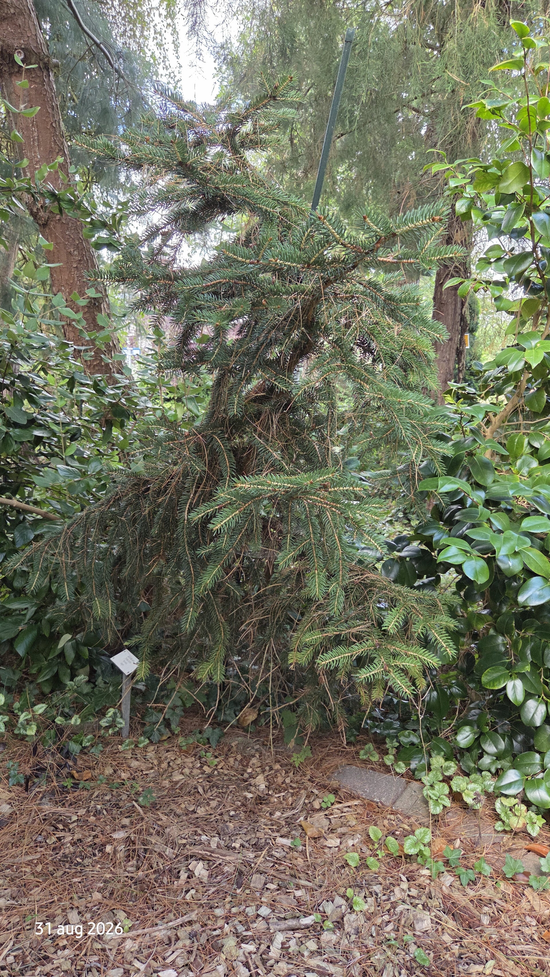 Picea polita / torano – Tijgerstaartspar