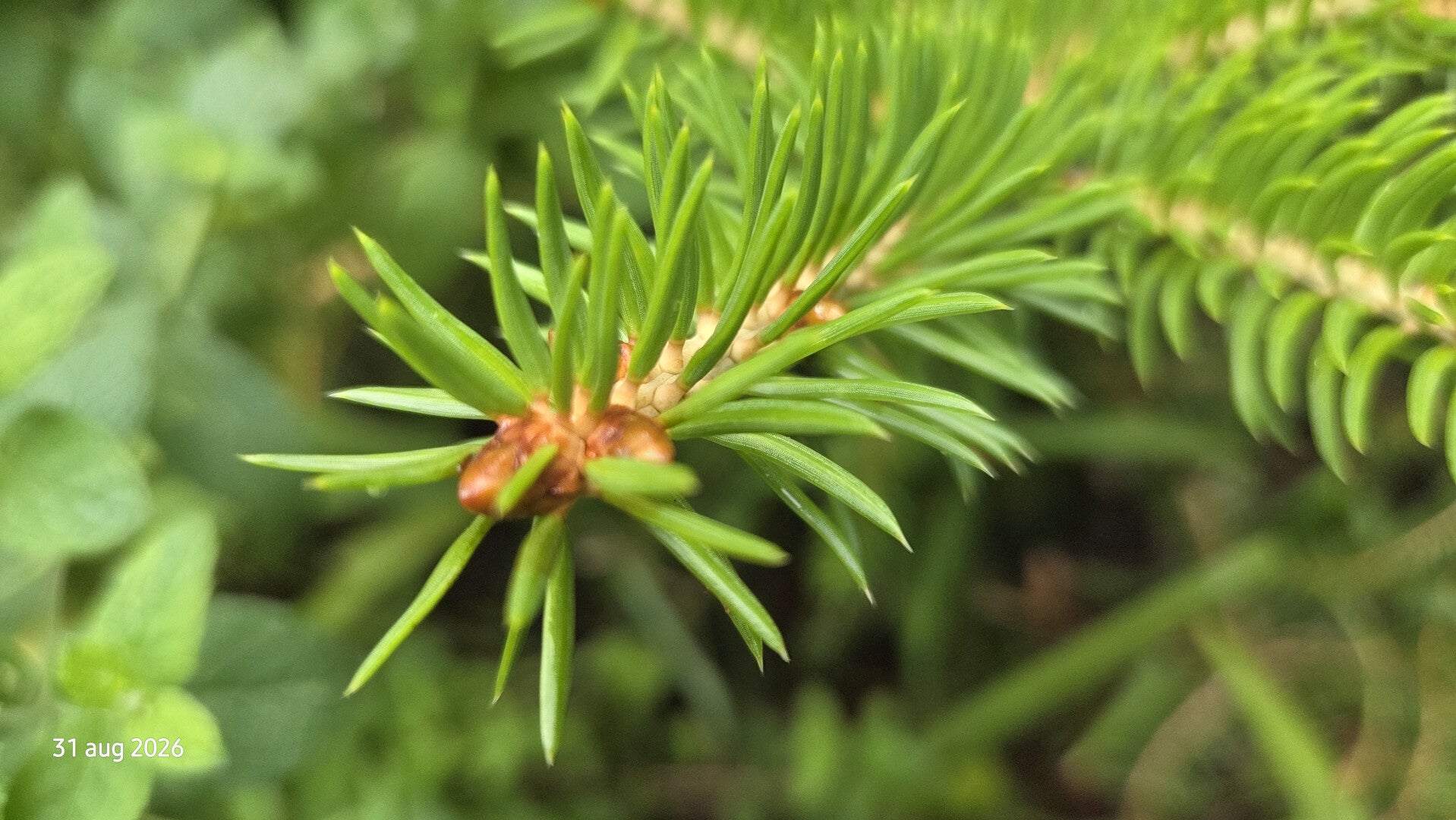 Picea polita  torano – Tijgerstaartspar