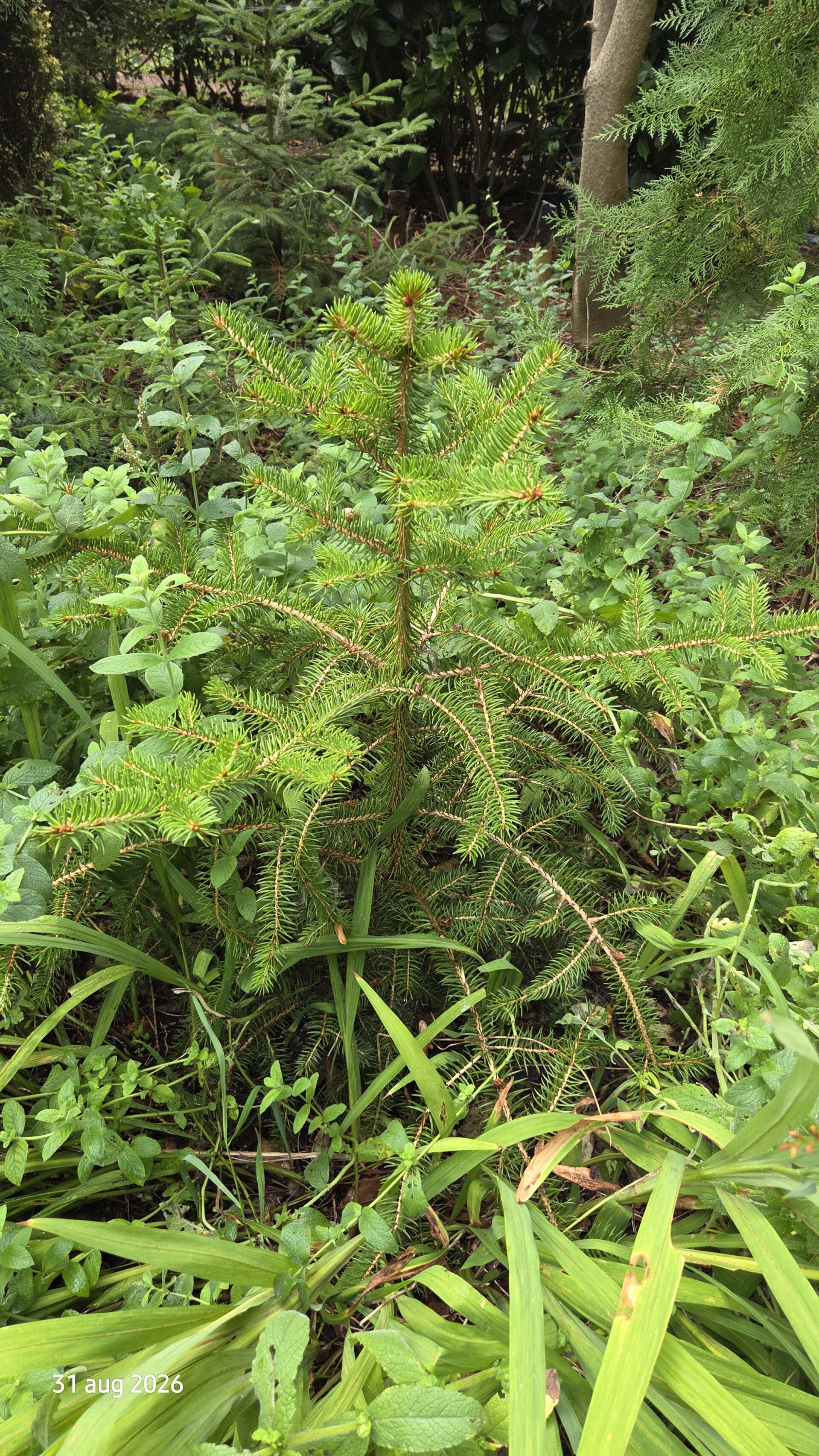 Picea polita  torano – Tijgerstaartspar