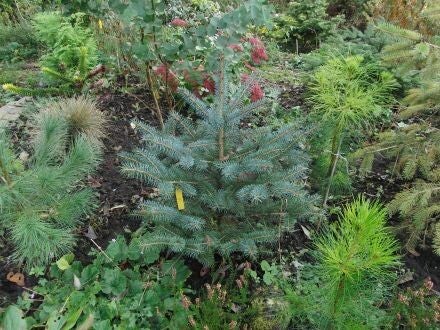 Picea pungens – Blauwe spar